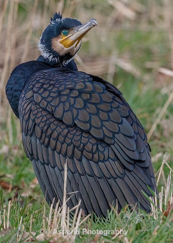 Astland Photography, Bird and Wildlife Images, Susan and Peter Wilson, U.K.