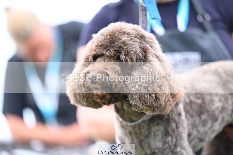 240525-114844-12632 - Candid and Saturday Hobby Horse