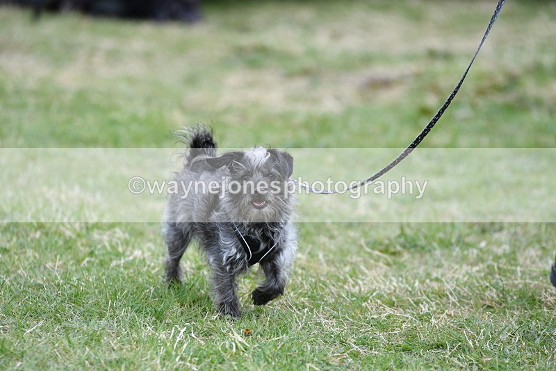 WJ5_9099 - Class 1 Best Cross Breed / Heniz 57