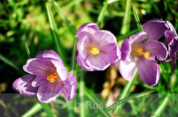 Purple croci - Flora