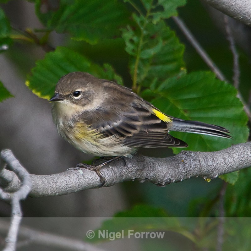 Yellow-rumped Warbler perched on a branch at Potter's Marsh - Yellow-rumped Warbler