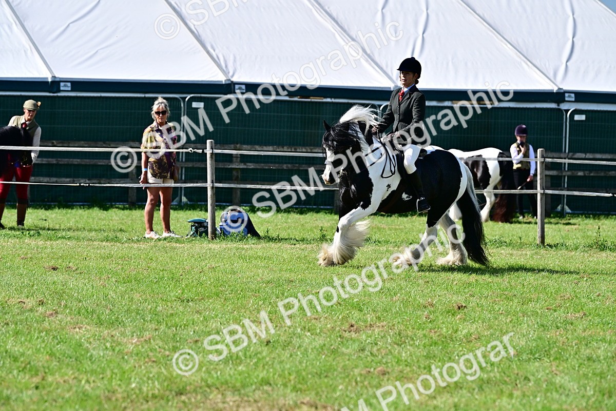 SBM_09350 - Class 63-65 - Traditional Gypsy Cobs In Hand & Ridden