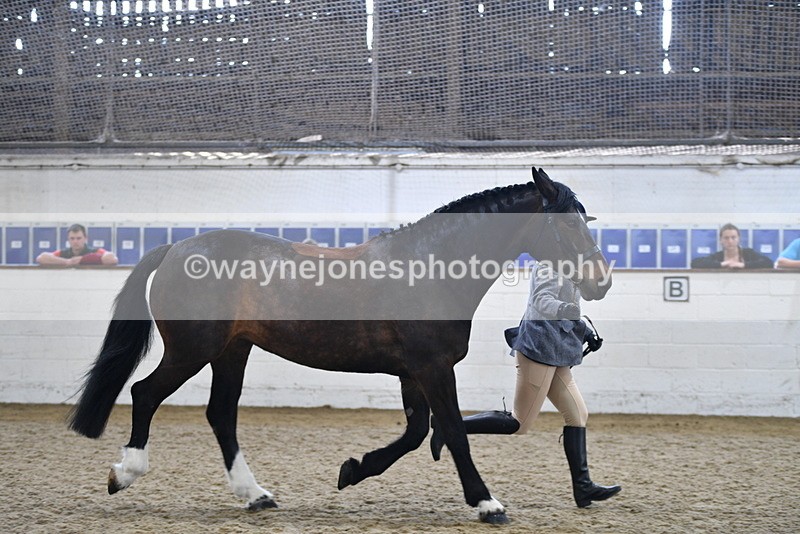 WJ5_4720 - Class 3 Part Bred In hand