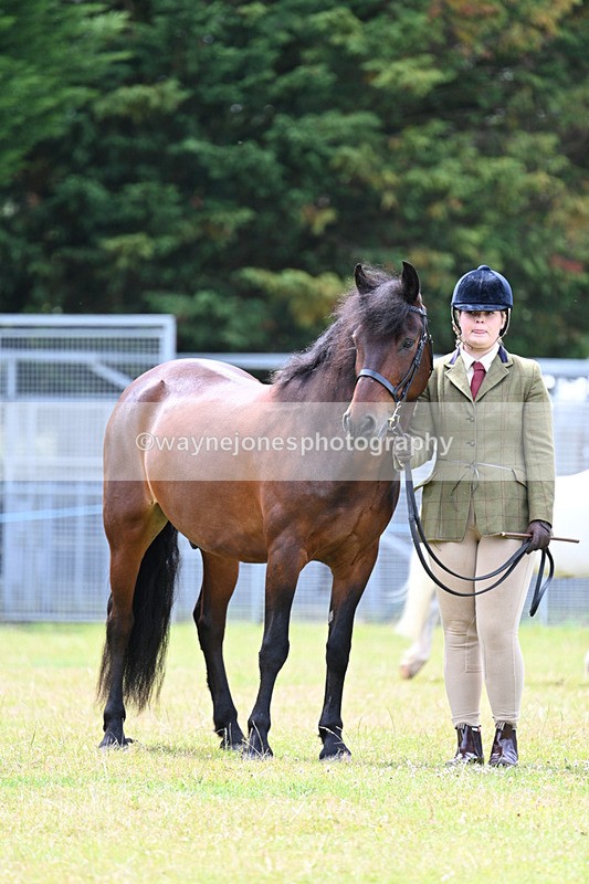 WJ7_6609 - Class 5 Handsome Gelding in hand