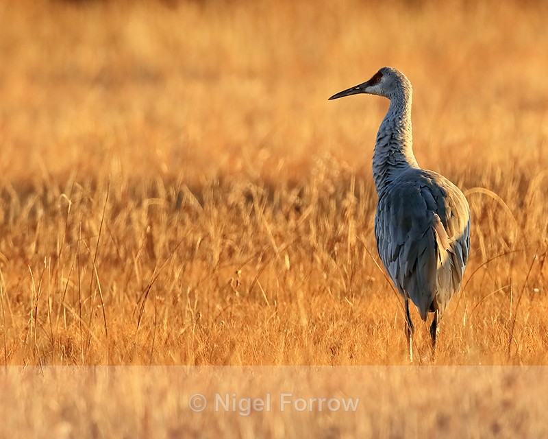 Sandhill Crane (adult) standing still at dawn, Bosque del Apache - Sandhill Crane