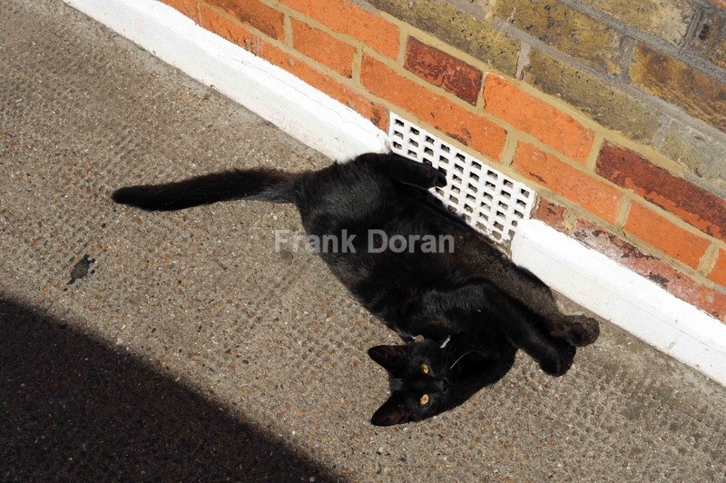 Black Cat - Frank Doran