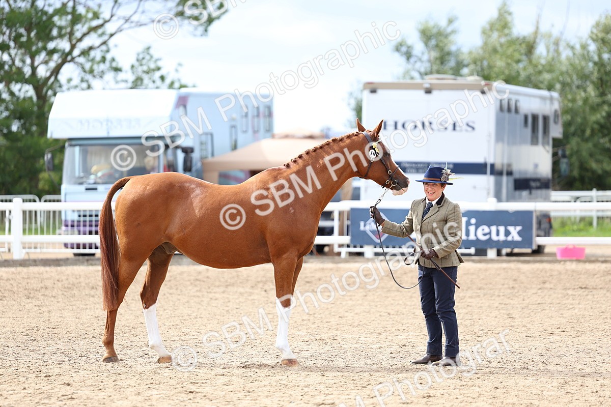 SBM_04454 - Class 26 - IH Foreign Breeds - Part Bred