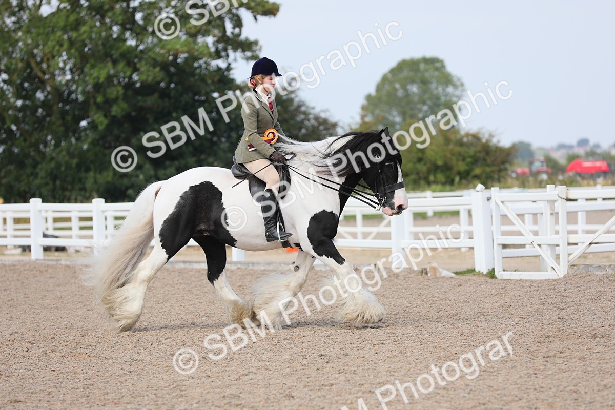 SBM_13554 - Class 308 Ridden Coloured Horse