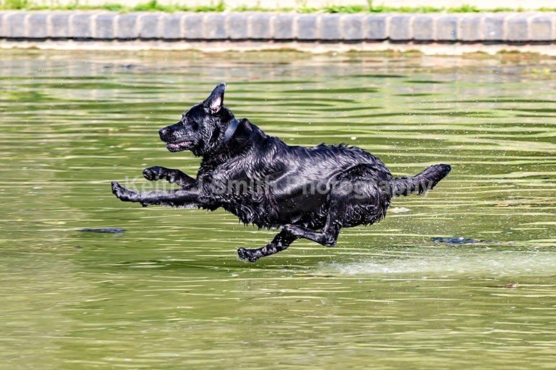 0KJS8155 - Dogs in Abington Park