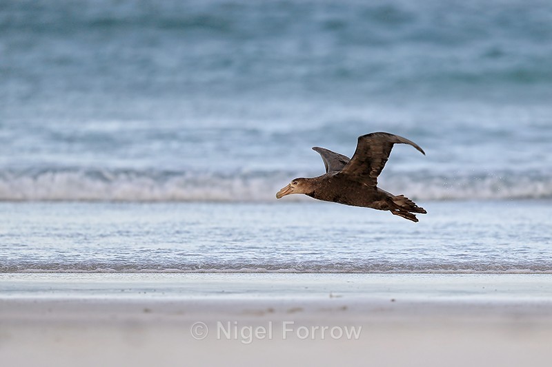 Southern Giant Petrel lifts off from beach, Volunteer Point, Falklands - Southern Giant Petrel
