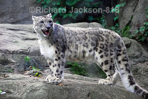 Snow Leopard - Animals