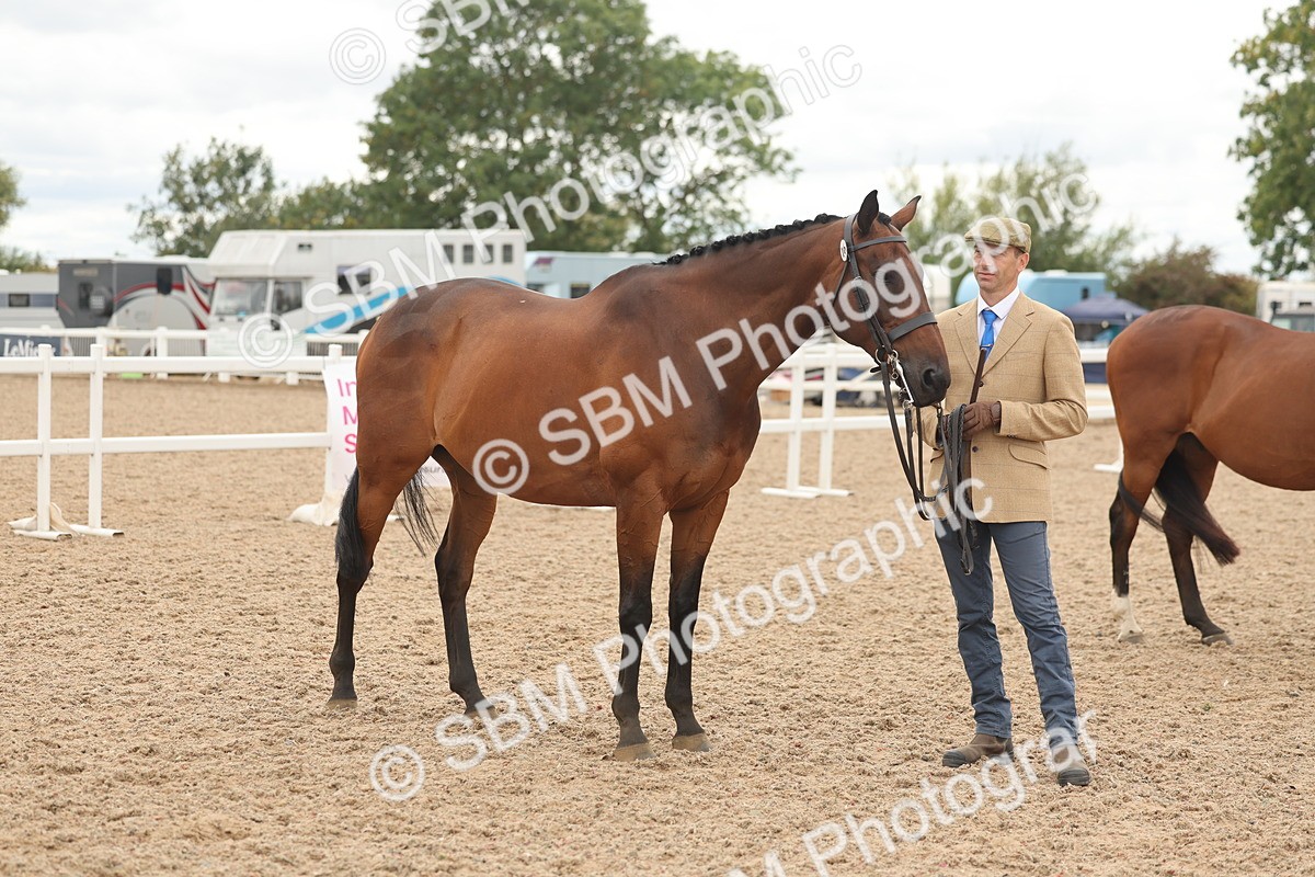 SBM_17100 - Class 313 - IH Retired Racehorse