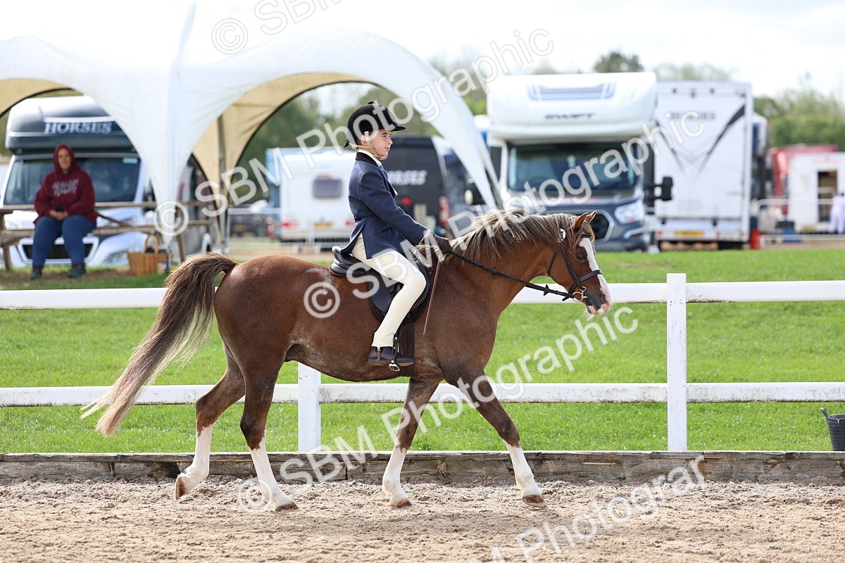 SBM_01899 - Class 18 - Handsomest Gelding - IH or Ridden