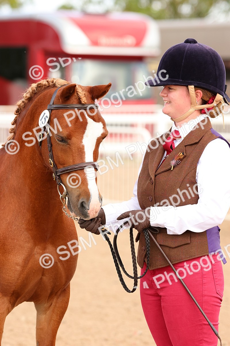 SBM_10208 - Class 205 - IH Show Pony - Show Hunter Pony