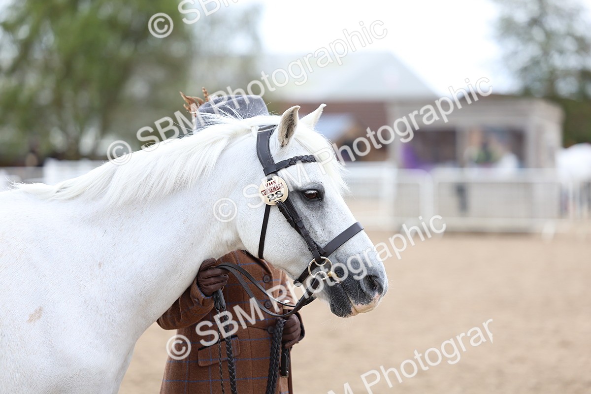 SBM_05118 - Class 27 - IH Competition Horse or Pony