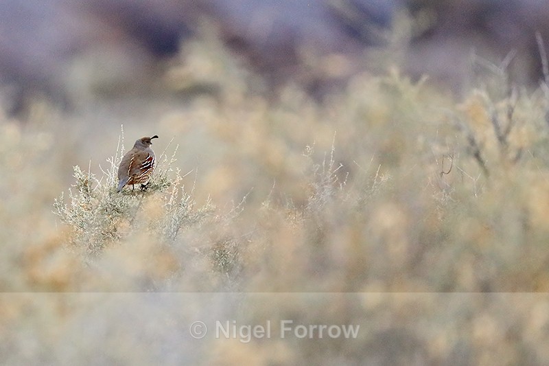Gambel's Quail (female) perched on bush, Bosque del Apache - Gambel's Quail