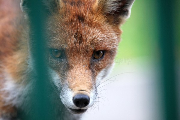 Urban Fox, Bristol _ UR069 - Urban Foxes, Bristol, Great Britain
