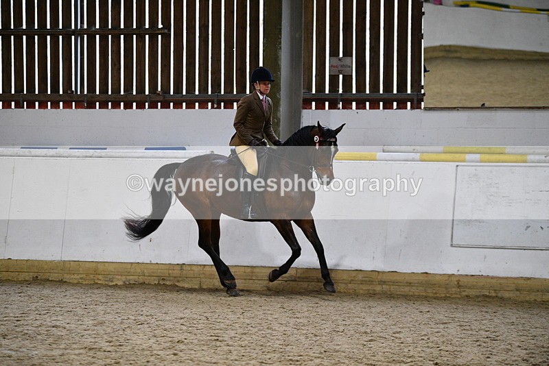 WJ5_8950 - Class 15 Ridden Show Horse
