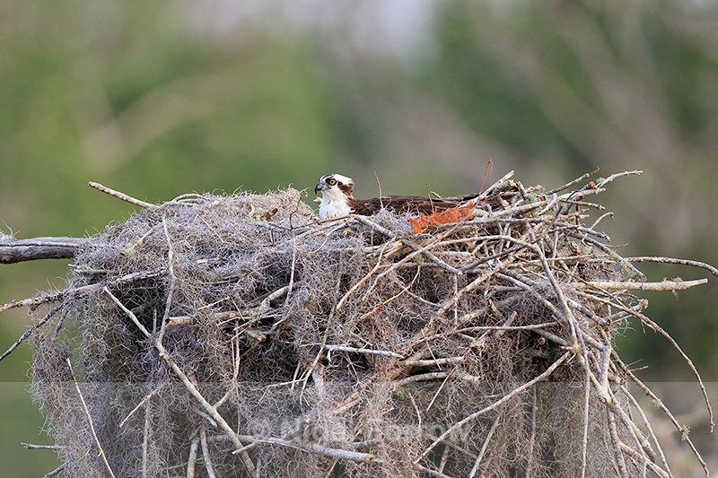 Osprey sitting on nest, Blue Cypress Lake, Florida - Osprey