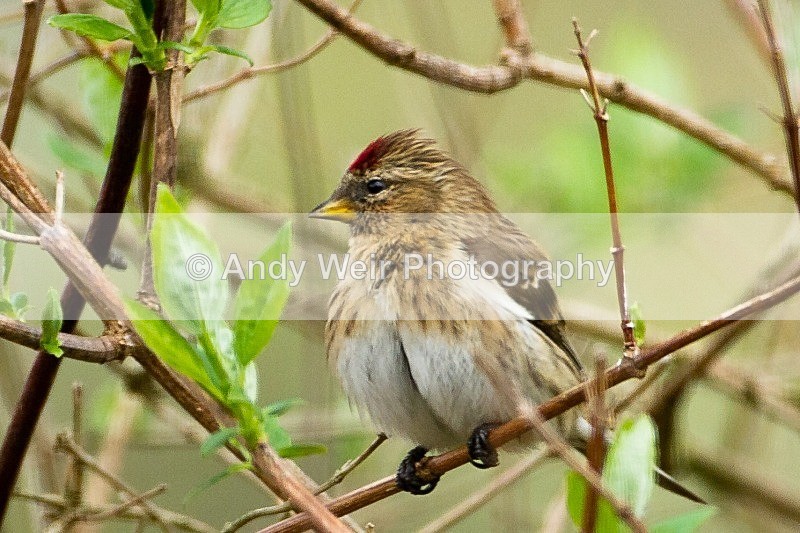 20120408-_MG_0255 - Redpoll