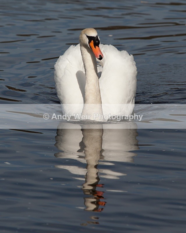20110410-IMG_1583 - Mute Swan