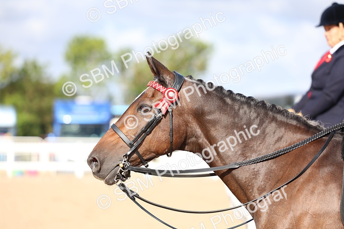 SBM_09155 - Class 303 - Ridden Pure Bred Horse Pony