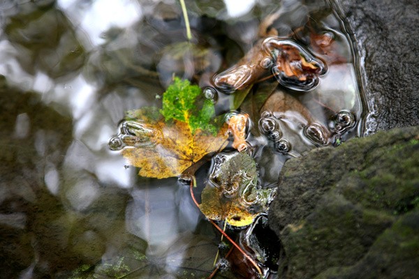 Autumn leafs river Frome _56 - Frenchay care home Collection v
