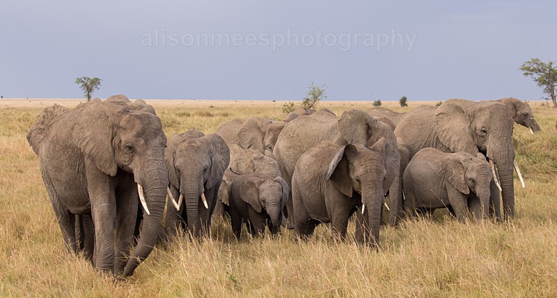  - African Safaris