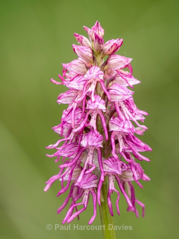 Orchis x bergonii = Orchis anthropophorum x Orchis.simia hybrid - Wild Orchids - 2
