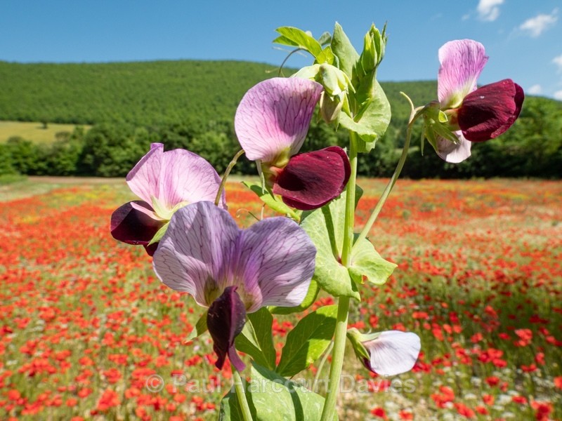 Wild Pea (Pisum sativum)  - Flowers in the Landscape - 2