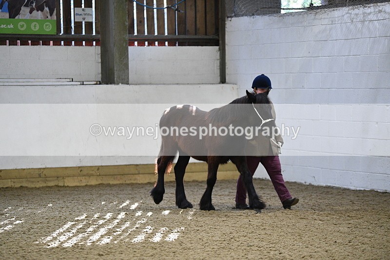 WJ5_3343 - Class 1 Youngstock