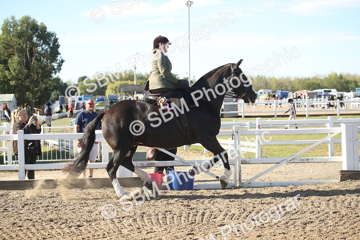 SBM_11362 - Class 501 -Riding Club Pony