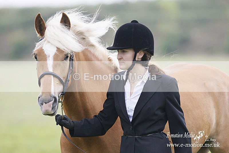Eq -21 - Equestrian