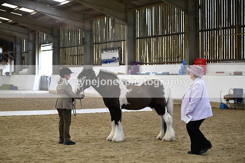 WJ5_5016 - Class 7 In hand coloured / odd coloured