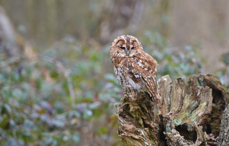 Tawny Owl - Owls