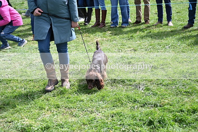 WJ6_8932 - Class 8 Best Working / Gun Dog or Bitch