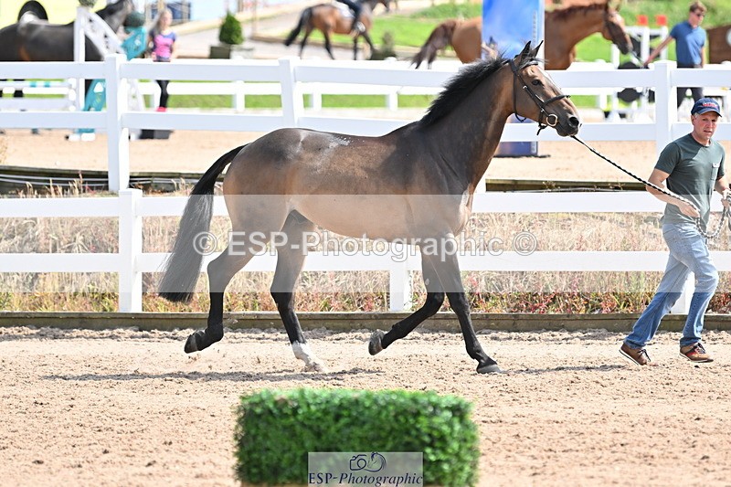 240717A-153908-02946 - Trot Up 3pm to 4pm
