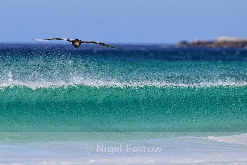 Southern Giant Petrel rises over wave, Volunteer Point, Falklands - Southern Giant Petrel