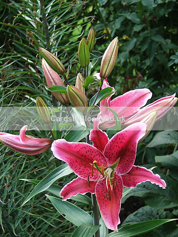 Cerise Lily - GARDEN FLOWERS