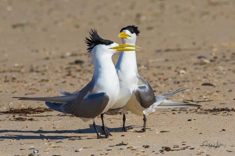Love Dance 22 - Crested Terns