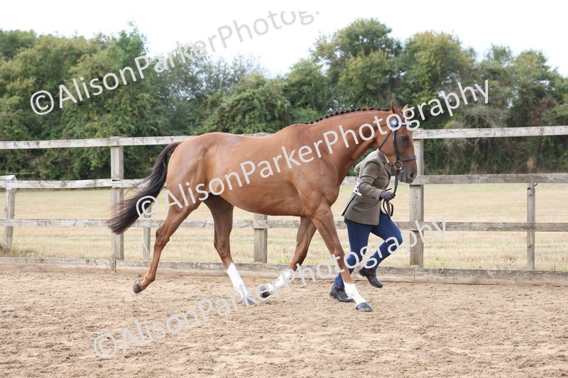 20260831-1923 - Class 5 - Retraining of Racehorses