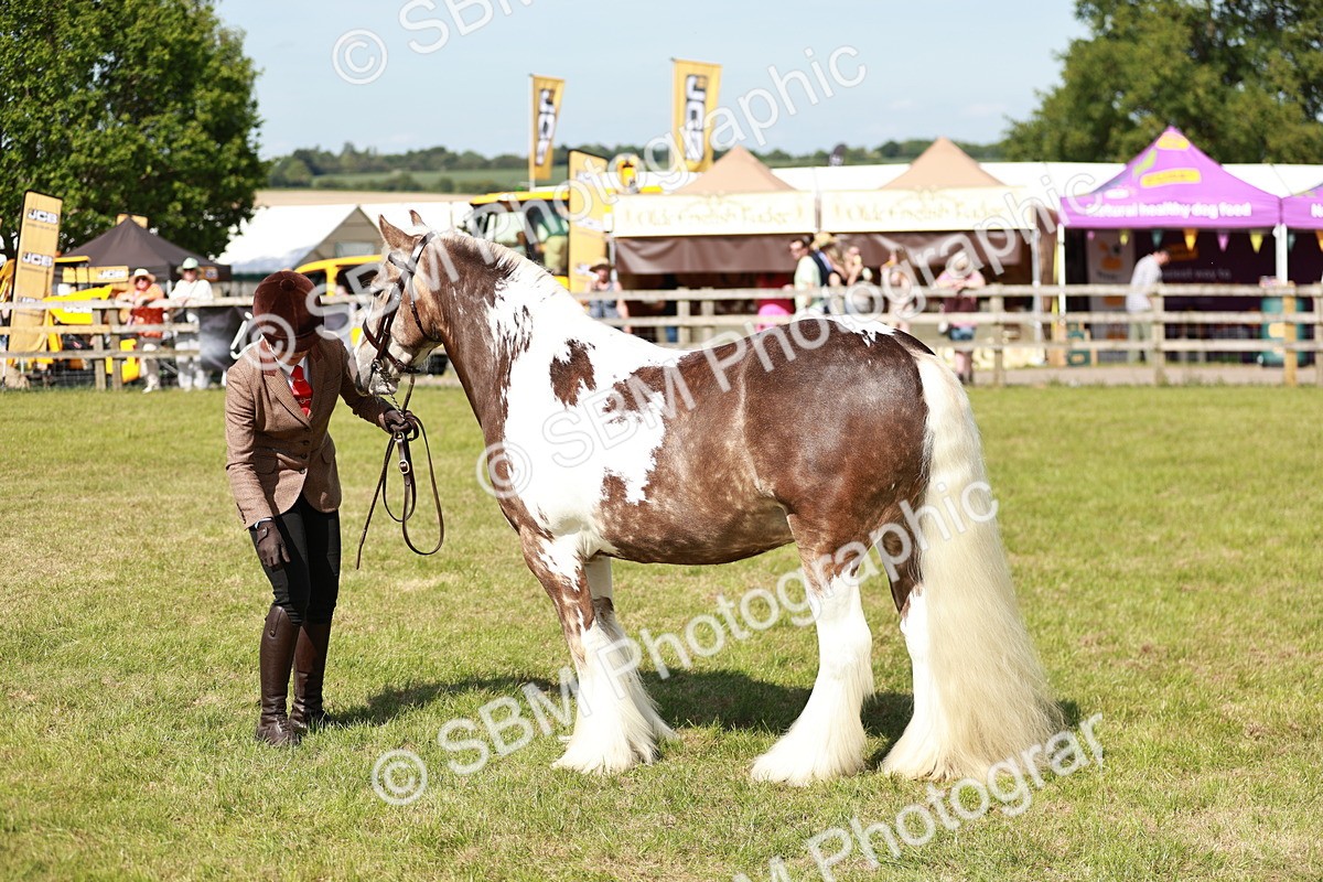 SBM_08835 - Class 63-65 - Traditional Gypsy Cobs In Hand & Ridden