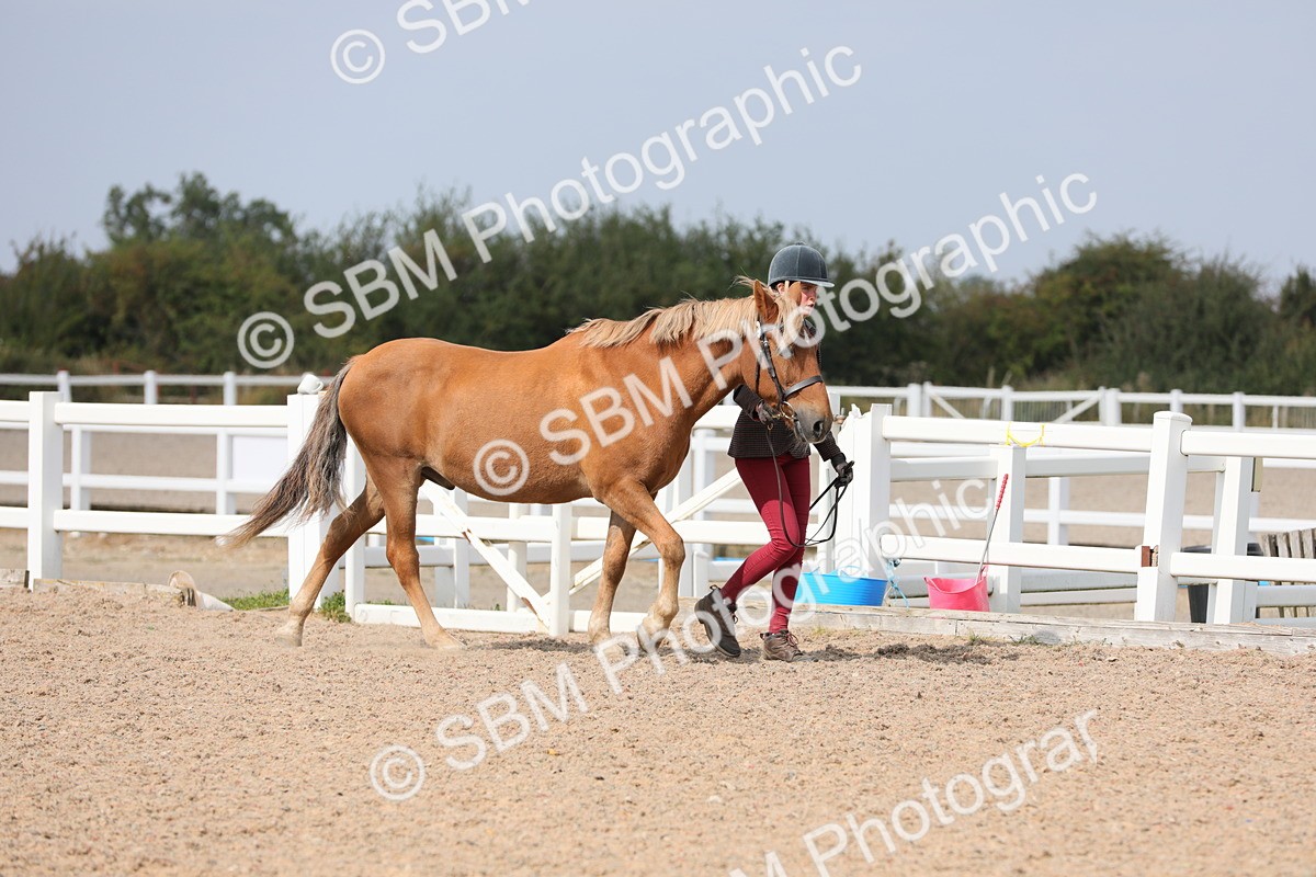 SBM_15644 - Class 312 IH Competition Horse/Pony