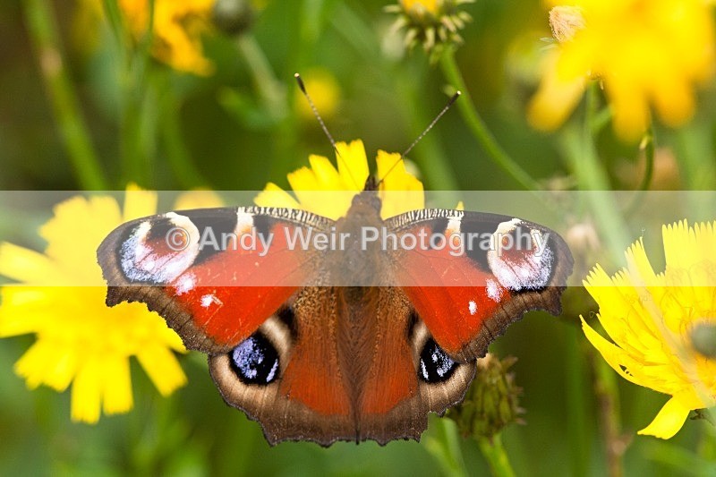 20080825-011 - Butterflies & Moths