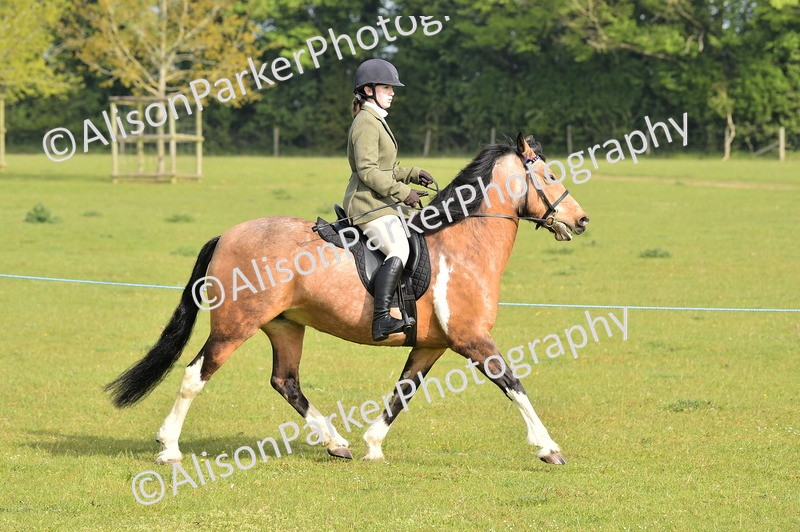 20260426-0881 - Class 18 - Novice Showing