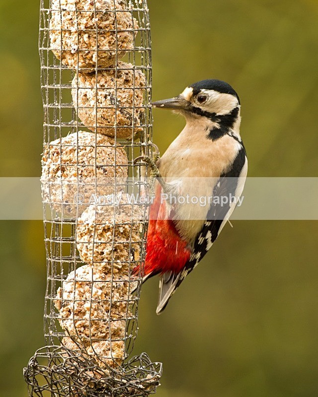 20111112-_MG_7480 - Woodpecker