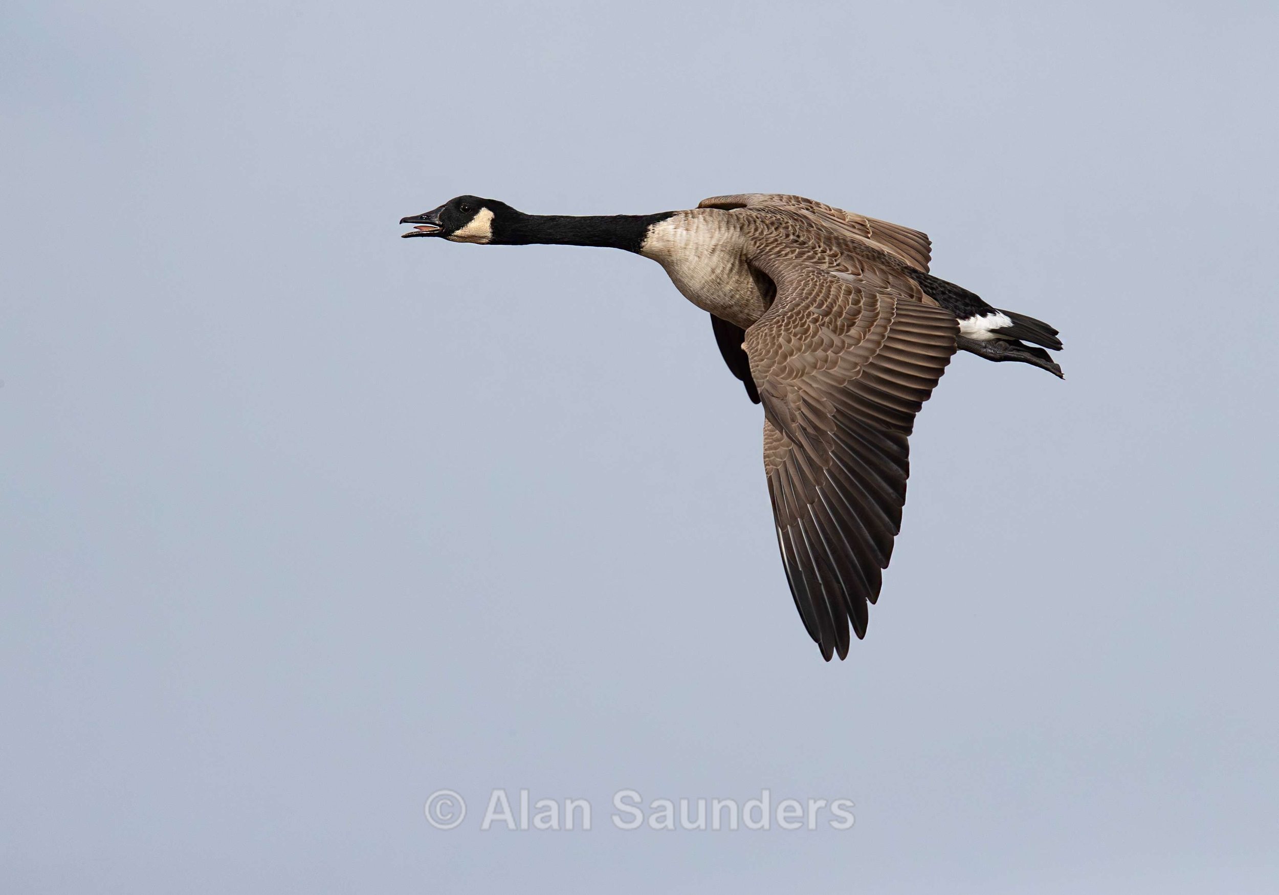 Canada goose 1