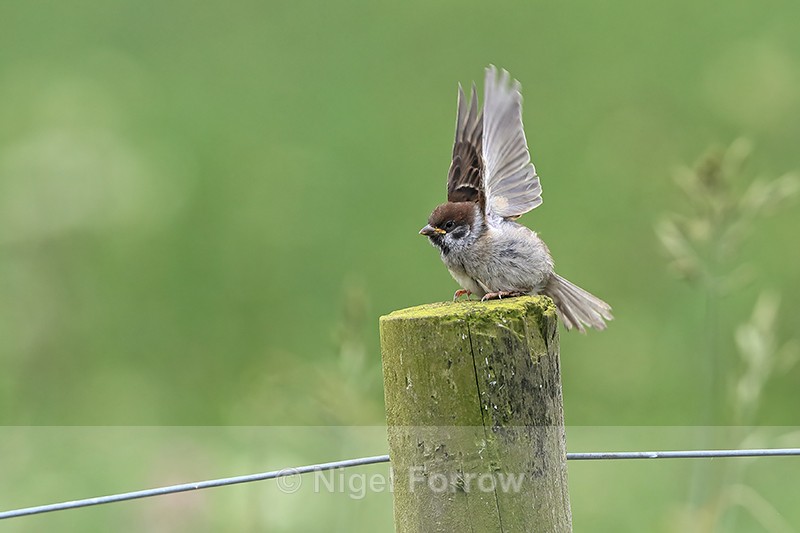 Young Tree Sparrow stretches wings, RSPB Bempton Cliffs - Tree Sparrow