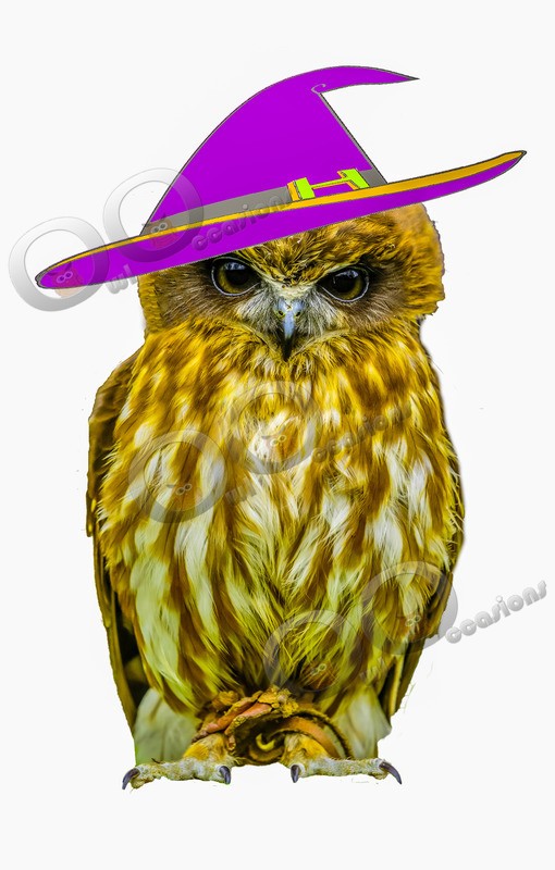 boobook owl Ninox boobook-6889 witch hat copy - Owls of the World