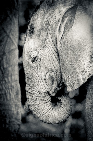 Elephant Kenya